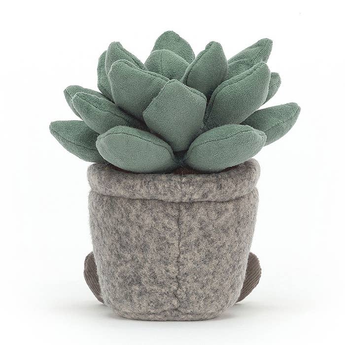 Silly Succulent - Azulita 3
